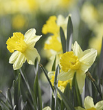 Early spring daffodils