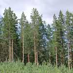 Pine forest helps limit climate change