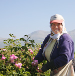 Rose harvesting