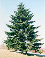 Silver fir tree