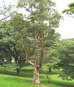 Niaouli tree