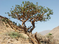 Frankincense Tree Faces Uncertain Future