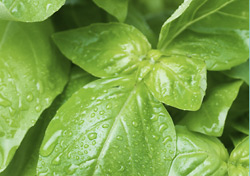 Basil Essential Oil Shows Bacteriostatic Effects