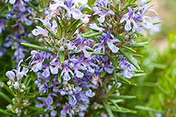 Rosemary Essential Oil As A Natural Preservative
