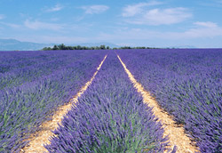 Lavender Essential Oil Proven Effective Against Migraines