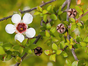 Manuka Essential Oil As Effective Natural Herbicide