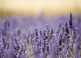 Lavender Essential Oil Eases Post-Cesarean Pain