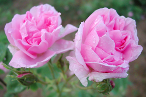 Rose Otto – Why It’s The Finest Essential Oil For Skin Care