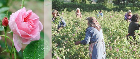 Bulgarian Rose Oil