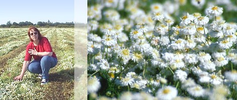 Roman Chamomile Oil