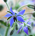 Borage Leaves