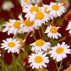 Organic Chamomile