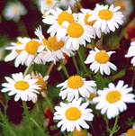 Roman chamomile flowers