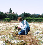 Geoff inspects the cut flowers