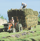 Harvesting Process