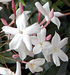 Jasminum Officinale Absolute