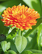 Marigold Flowers