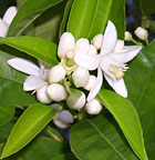 Neroli flowers and fragrance