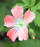 Pelargonium Flower