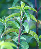 Peppermint Plant