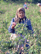 Rose Harvesting