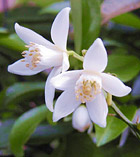 Yuzu flower blossoms