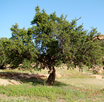 Argon tree