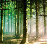 Pinus sylvestris forest in Scotland