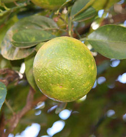 Bergamot fruit yields a soothing essential oil