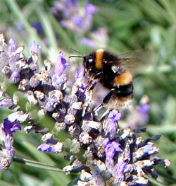 Air pollution disrupts honey-bees sense of smell