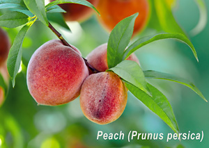 Moisturizing Peach Kernal Oil