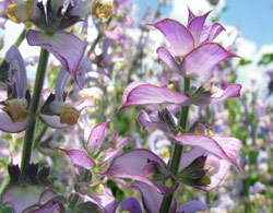 Clary sage essential oil research