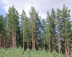 Pine forest helps limit climate change