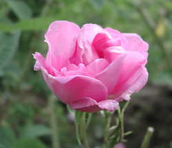 Rose essential oil has a relaxing effect