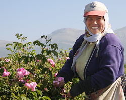 Rose harvesting