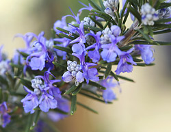 Rosemary (Rosmarinus officinalis)