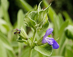 Sage essential oil combats oral cancer