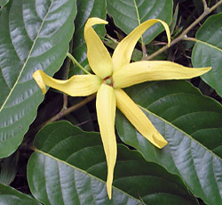 Ylang ylang flower