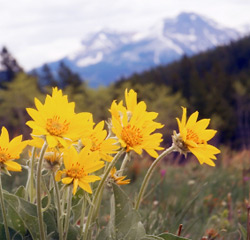 Arnica – The Healing Carrier Oil