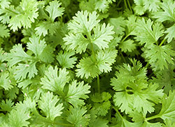 Coriander essential oil shows antibacterial effect