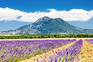 The essence of provence - healing plant diversity