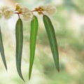 Eucalyptus globulus leaves are the source of essential oil