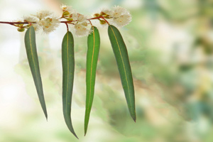 Eucalyptus globulus leaves are the source of essential oil