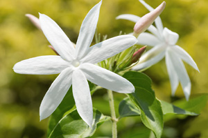 Jasmine oil hlps promote sleep