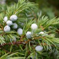 Juniper Berries (Juniperus communis)