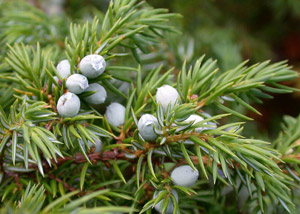 Juniper Berries (Juniperus communis) are used to produce juniper berry essential oil