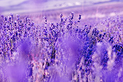 Lavender Essential Oil Combats Fungal Infections Without The Side Effects Of Drugs