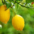 Citrus limonum essential oil profile