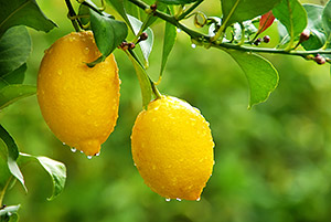 Citrus limonum essential oil profile