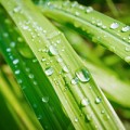 Lemongrass essential oil profile